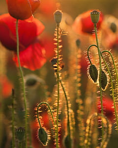 red flowers thumbnail