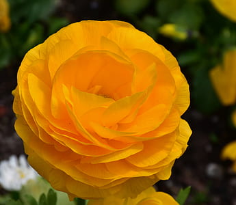 yellow ranunculus flower in bloom close-up photo thumbnail