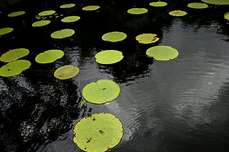 green lily pads on body of water thumbnail