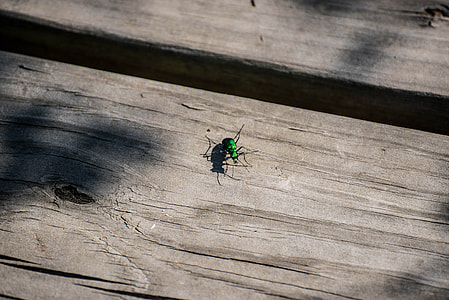 Six spotted tiger beetle Cicindela sexguttata thumbnail