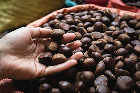 Picking up chestnuts thumbnail