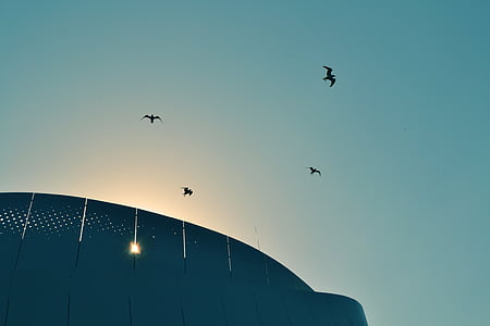silhouette of birds near building thumbnail