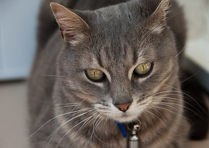 gray cat close-up photo thumbnail