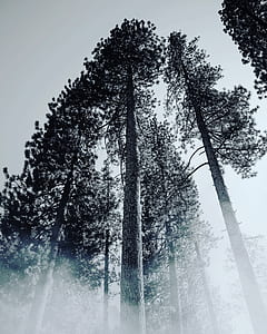 grayscale photo of trees thumbnail