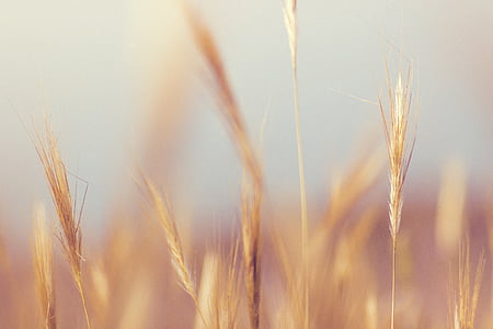 selective focus photography of wheat at daytime thumbnail