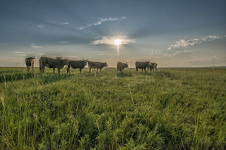 seven cows on green grass thumbnail