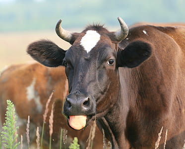brown cow showing its tongue thumbnail
