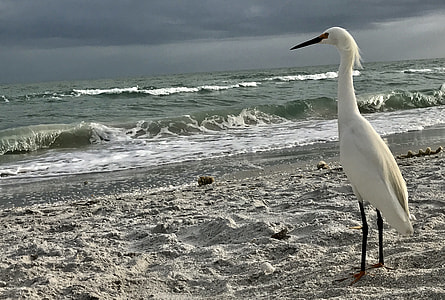 Snowy Egret, Shoreline thumbnail