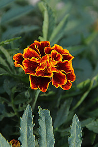selective focus photo of carnation flower in bloom thumbnail