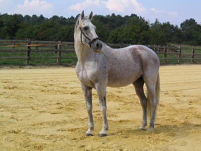 gray horse on brown sand during daytime thumbnail