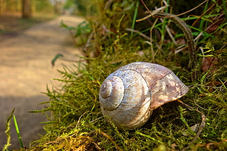 brown shell on grass thumbnail