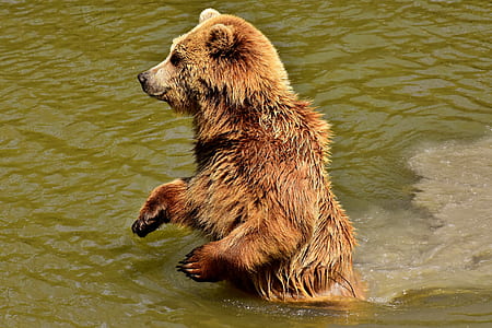 brown bear in water at daytime thumbnail