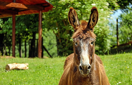 brown horse near house during daytime thumbnail