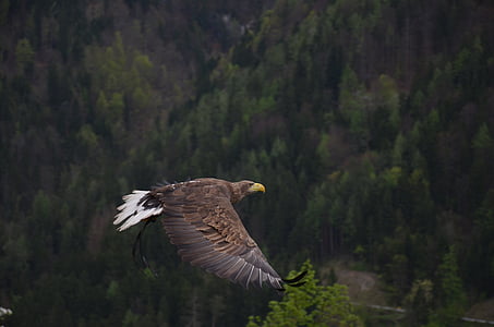 flying eagle thumbnail