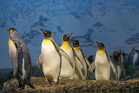 herd of emperor penguins thumbnail