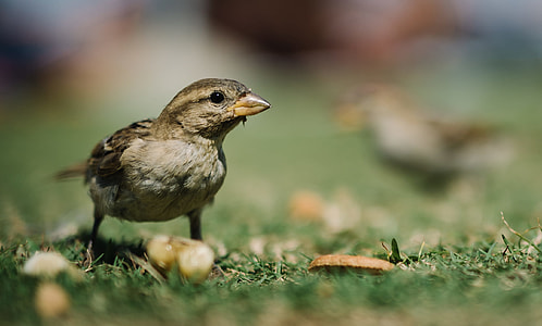 selective focus of brown bird on grass thumbnail