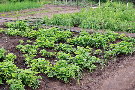 green leafed plants at daytime thumbnail