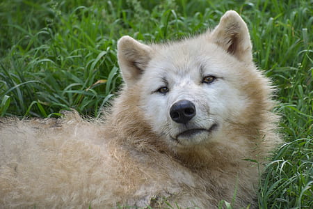 adult white Siberian husky on green grass close-up photo thumbnail