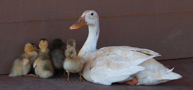 white duck with ducklings thumbnail