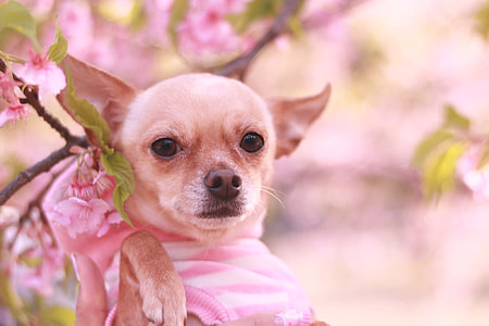 tan smooth Chihuahua thumbnail