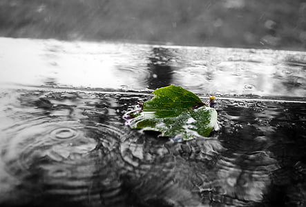 green leaves on body of water thumbnail