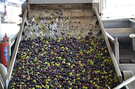 Olive Washing Machine, Olive Wash thumbnail