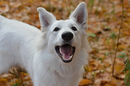 adult white German shepherd barked close-up photo thumbnail