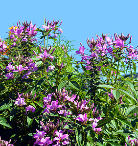 Spider Flower, Cleome Spinosa thumbnail