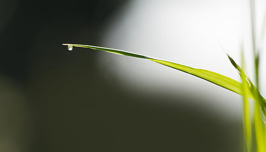 selective focus photography of green leaf thumbnail