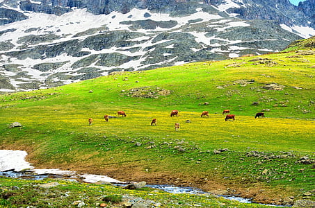 plain with cattle thumbnail