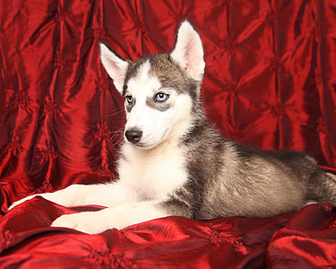 black and white Siberian Husky prone lying on red mat thumbnail