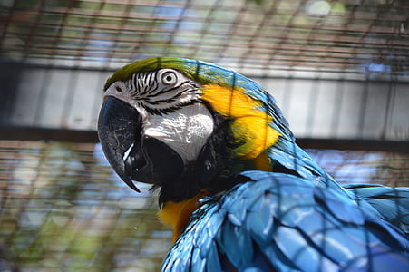 blue, yellow, and green bird thumbnail
