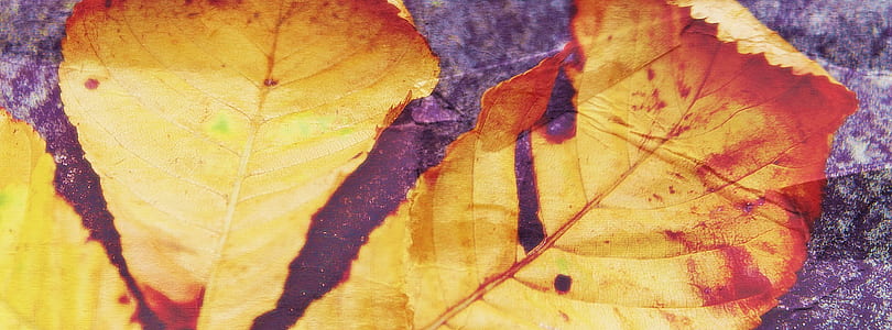 yellow leaf thumbnail