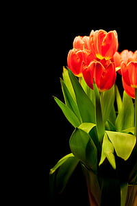 closeup photo of red tulips thumbnail