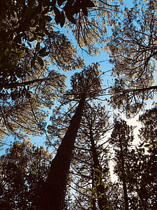 low-angle photography of tree under blue skies thumbnail