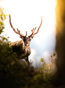 deer standing on grass thumbnail