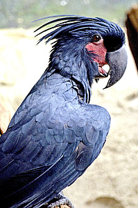 Palm Cockatoo, Macaw Cockatoo thumbnail