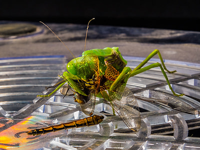 Praying Mantis, Fishing Locust thumbnail