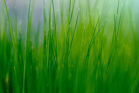 green grass illustration thumbnail