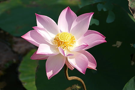 shallow focus photography of white and pink lotus flower thumbnail