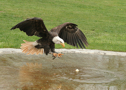 eagle flying above body of water thumbnail