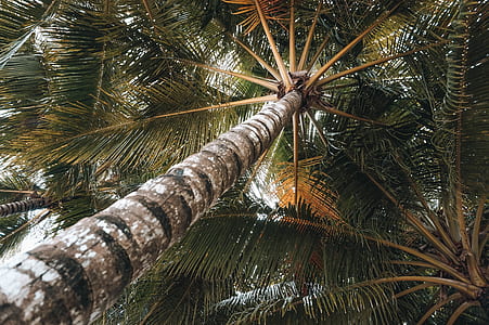 low-angle photography on coconut trees thumbnail