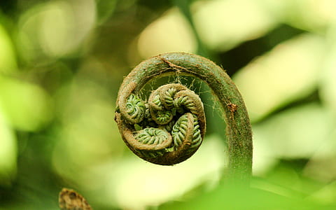 shallow focus photography of green plant thumbnail