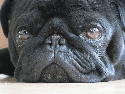 close up photo of black pug thumbnail