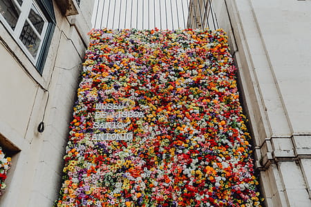 Fest Santo Antonio - Various color flower background wall - Museu de Lisboa, Lisbon, Portugal thumbnail