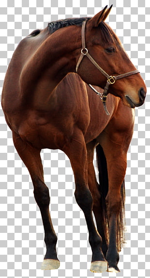 Andalusian horse Photography Stock horse, horse, brown horse PNG clipart