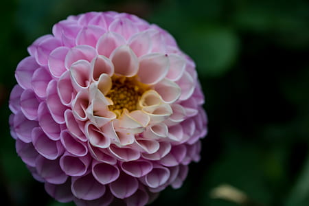 dark, purple, garden, petals thumbnail