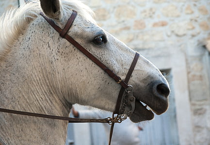 white horse with buckle thumbnail