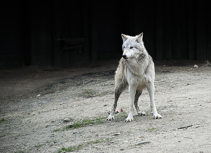 white and gray fox thumbnail