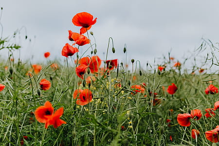 A field of Red Poppies thumbnail